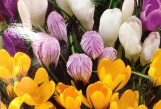 How to Plant Daffodil, Tulip, and Other Bulbs in Pots